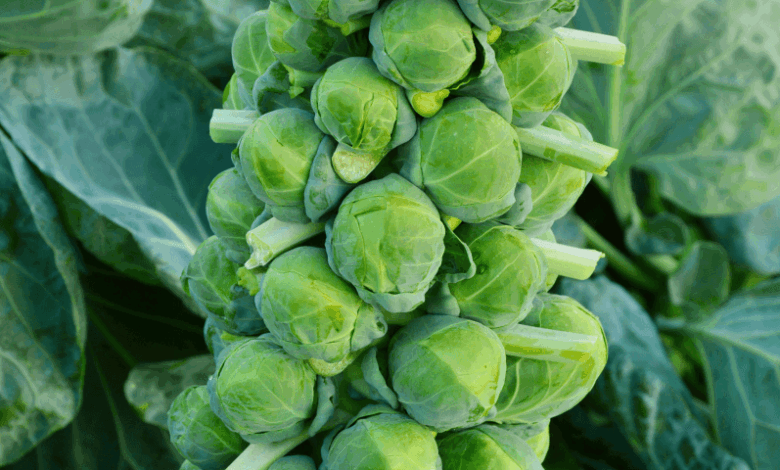 Cavoletti di Bruxelles