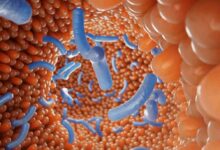 Molecole prodotte dai batteri intestinali sembrano influenzare il funzionamento delle vie metaboliche all'interno del fegato e la sensibilità dell'organismo all'insulina