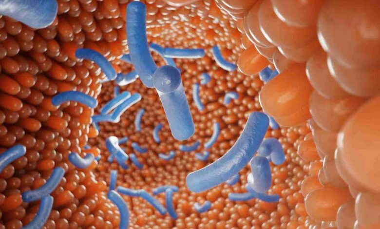 Molecole prodotte dai batteri intestinali sembrano influenzare il funzionamento delle vie metaboliche all'interno del fegato e la sensibilità dell'organismo all'insulina