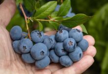 I mirtilli selvatici favoriscono la salute del cuore e dell'intestino