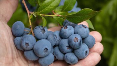 I mirtilli selvatici favoriscono la salute del cuore e dell'intestino