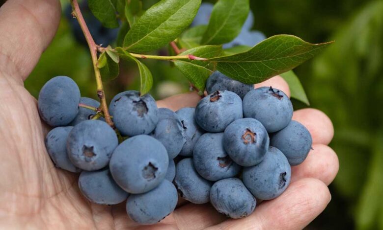 I mirtilli selvatici favoriscono la salute del cuore e dell'intestino