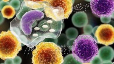 Identificato un enzima finora sconosciuto di cui il corpo ha bisogno per produrre grasso