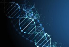 Le cellule staminali dei melanociti (McSC) reagiscono a diversi tipi di danno al DNA.