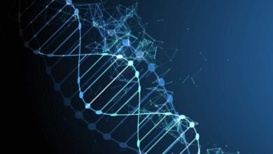 Le cellule staminali dei melanociti (McSC) reagiscono a diversi tipi di danno al DNA.