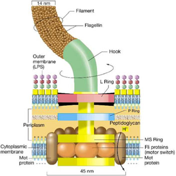 Dal Microbiota intestinale al Sesto Senso