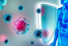 Eliminare le cellule immunitarie "zombie" potrebbe invertire il decorso della steatosi epatica e, potenzialmente, rallentare l'invecchiamento