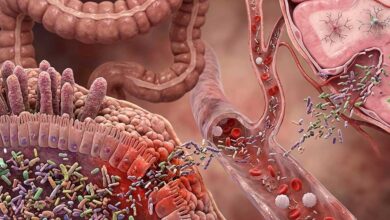 Asse di traslocazione batterica dall’intestino al cervello