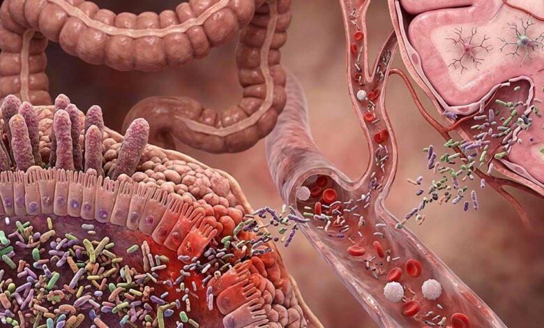 Asse di traslocazione batterica dall’intestino al cervello
