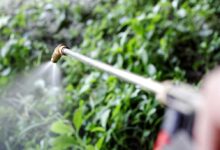 La Corte Suprema degli Stati Uniti dà ragione a Bayer sui pesticidi a base di glifosato.