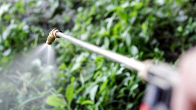 La Corte Suprema degli Stati Uniti dà ragione a Bayer sui pesticidi a base di glifosato.