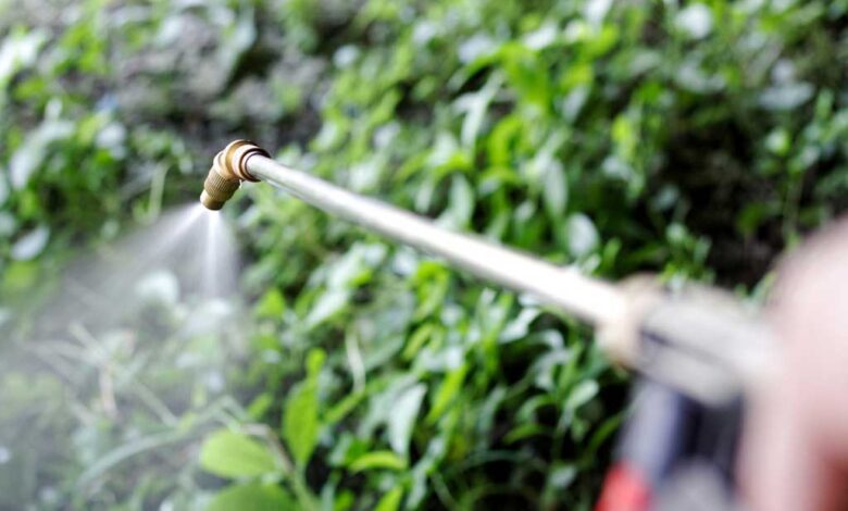 La Corte Suprema degli Stati Uniti dà ragione a Bayer sui pesticidi a base di glifosato.