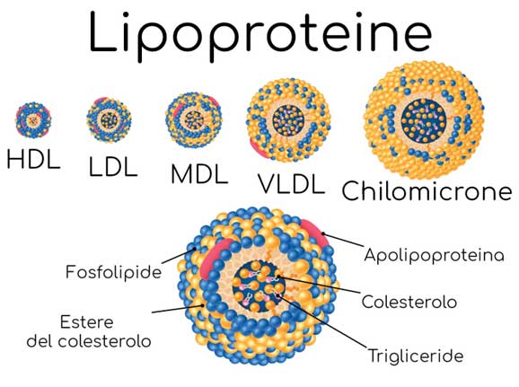 Le sottofrazioni delle lipoproteine