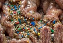 Microplastiche e nanoplastiche nell'intestino umano - una revisione delle implicazioni per la salute