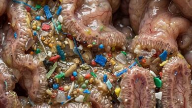 Microplastiche e nanoplastiche nell'intestino umano - una revisione delle implicazioni per la salute