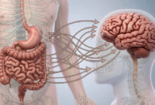 L’intestino potrebbe accelerare il declino cognitivo