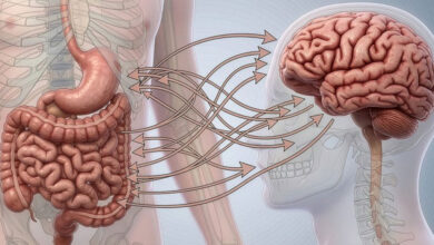 L’intestino potrebbe accelerare il declino cognitivo