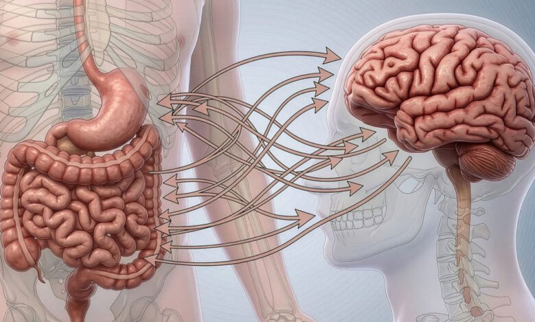 L’intestino potrebbe accelerare il declino cognitivo