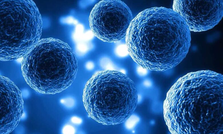 Le cellule senescenti o cellule zombie